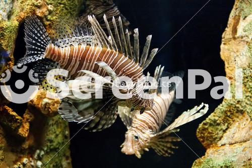 Lion Fish